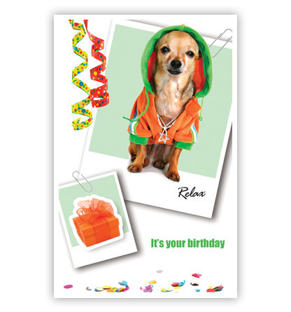 Hondje met oranje-groen jasje Hondje met oranje-groen jasje