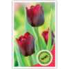 Rode tulpen Rode tulpen