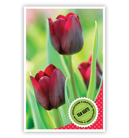 Rode tulpen