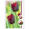 Rode tulpen Rode tulpen