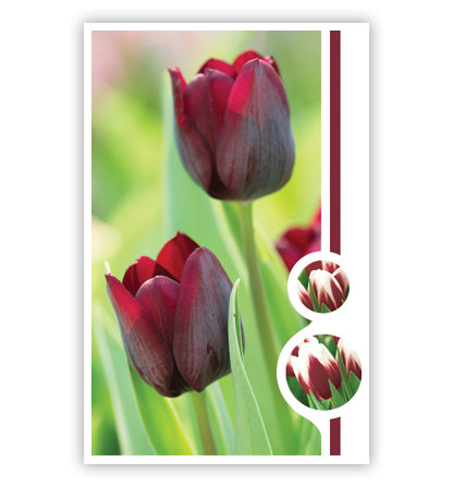 Rode tulpen