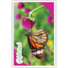 Vlinder op roze bloem Vlinder op roze bloem