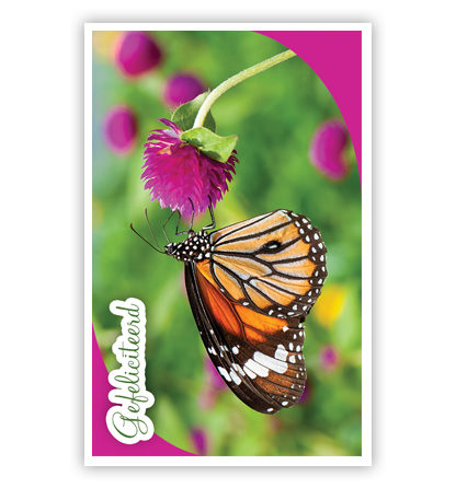 Vlinder op roze bloem Vlinder op roze bloem