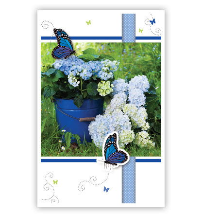 Blauwe hortensia in blauwe emmer Blauwe hortensia in blauwe emmer