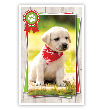 Blonde puppy met sjaaltje Blonde puppy met sjaaltje