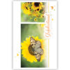 2 plaatjes met zonnebloemen en vlinders 2 plaatjes met zonnebloemen en vlinders