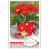 Rode bloemen in rood potje Rode bloemen in rood potje