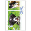 2 foto’s met zwart/wit hondje 2 foto’s met zwart/wit hondje