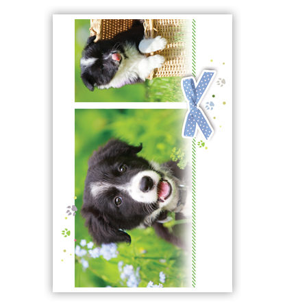 2 foto’s met zwart/wit hondje 2 foto’s met zwart/wit hondje
