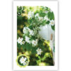Witte bloemen in melk emmer Witte bloemen in melk emmer