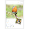 Roodborstje op tak Roodborstje op tak