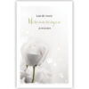 Witte roos Witte roos