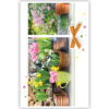 Tuinpotten met bloemen Tuinpotten met bloemen