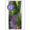 Tuin met paarse bloemen Tuin met paarse bloemen