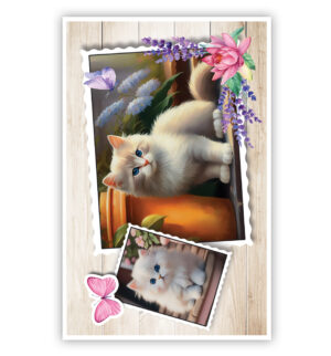 2 Foto’s met poezen
